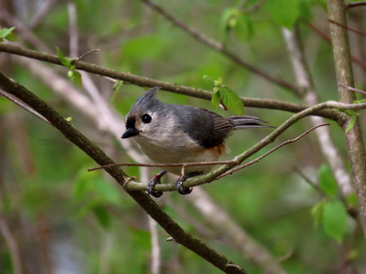 Tufted Titmouse - ML634839633