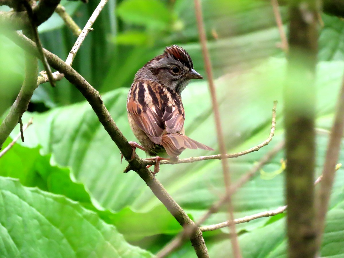 Swamp Sparrow - ML634839644