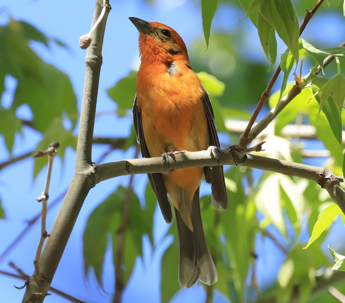Flame-colored Tanager - ML634839674