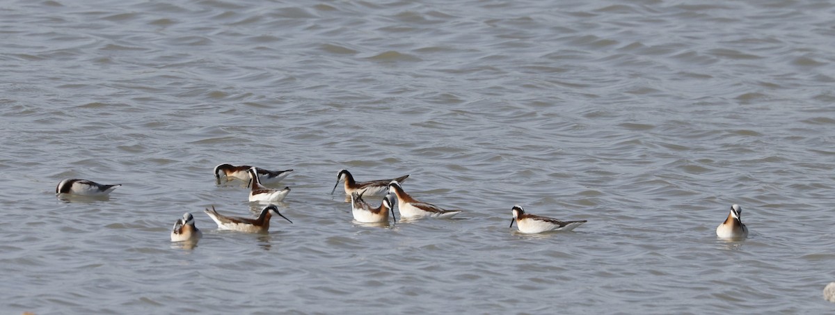 Phalarope de Wilson - ML634839700