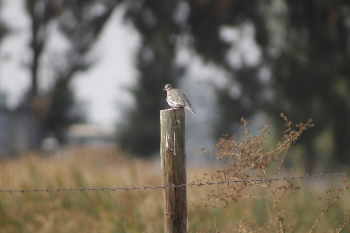 Picui Ground Dove - ML634839740