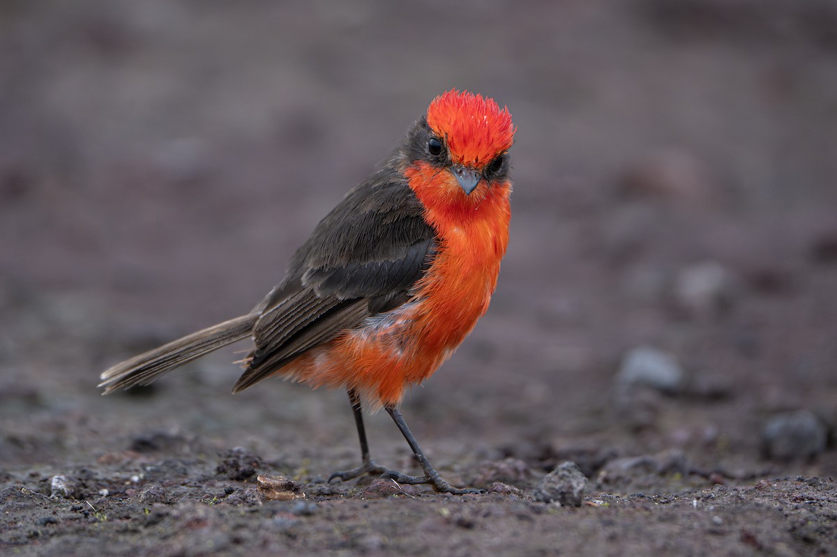 Brujo Flycatcher (Galapagos) - ML634839954