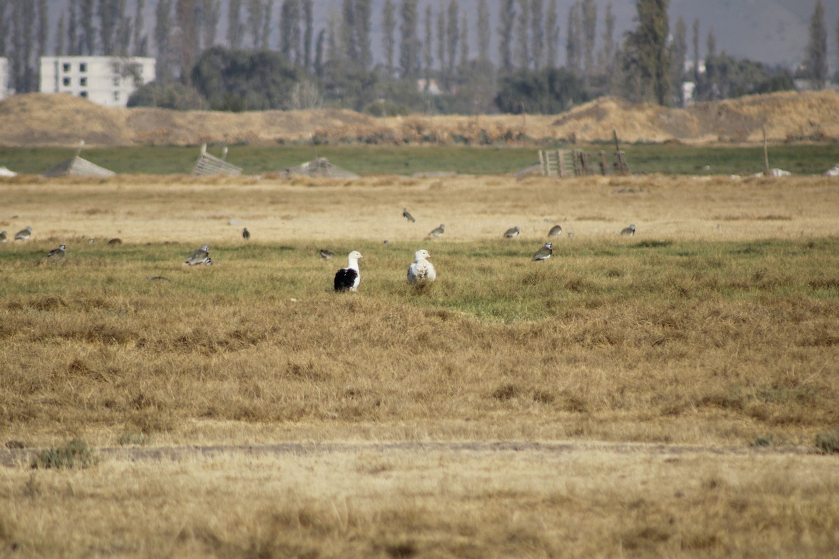 Andean Goose - ML634840103