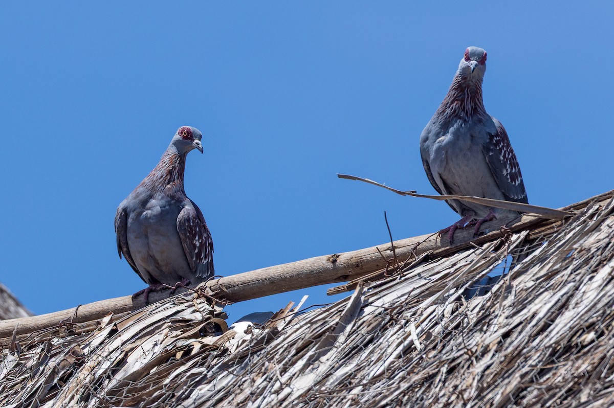 Speckled Pigeon - ML634840111