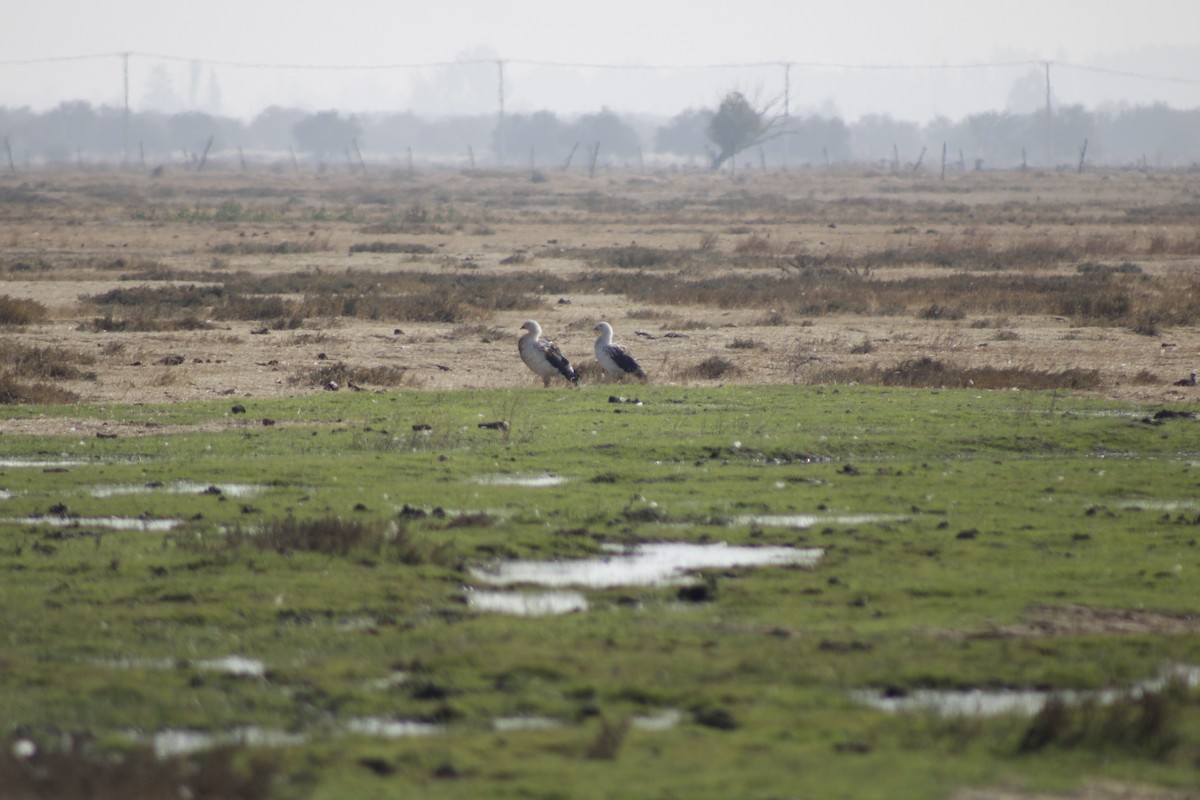 Andean Goose - ML634840136
