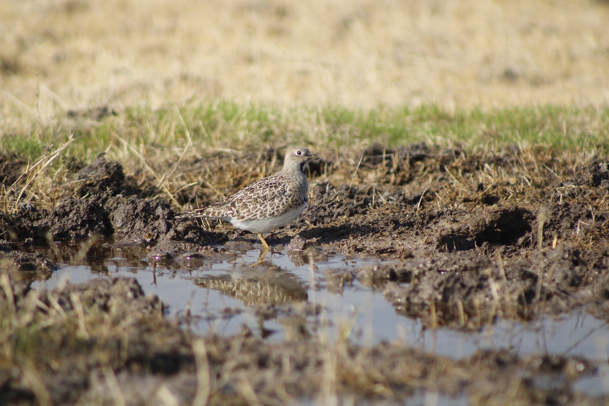 Least Seedsnipe - ML634840171