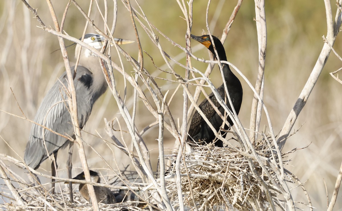 Double-crested Cormorant - ML634840185