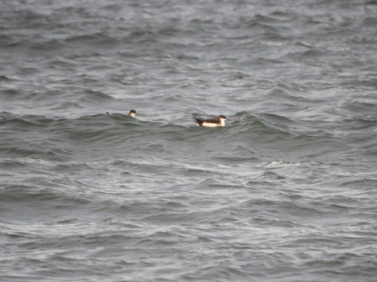 Atlantiksturmtaucher - ML634840458