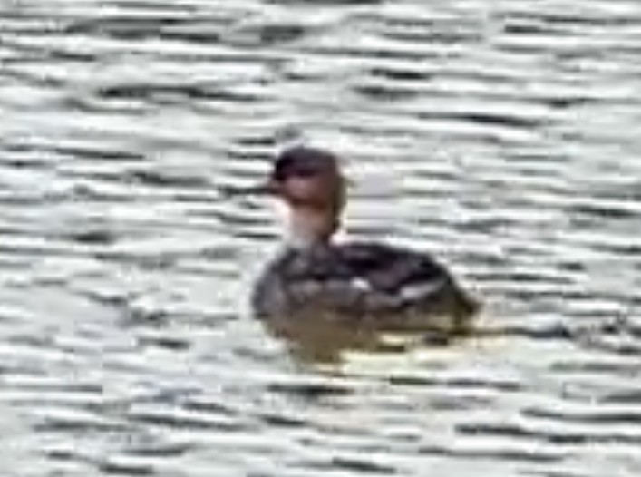 Сэвгэр бохио - ML634840459