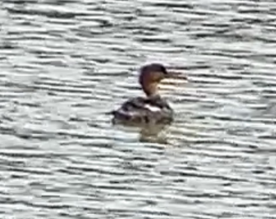 Сэвгэр бохио - ML634840460