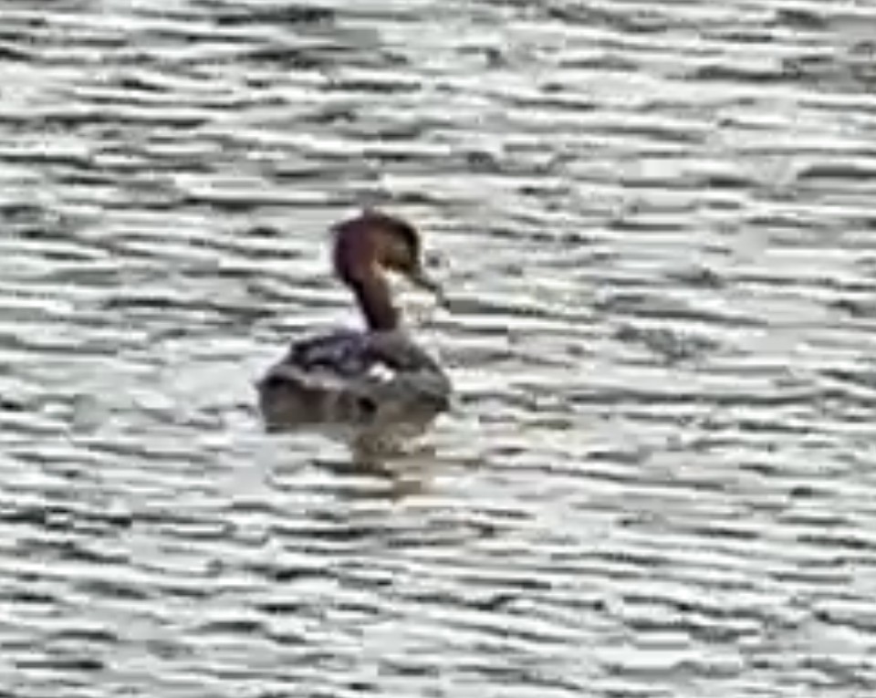 Сэвгэр бохио - ML634840461