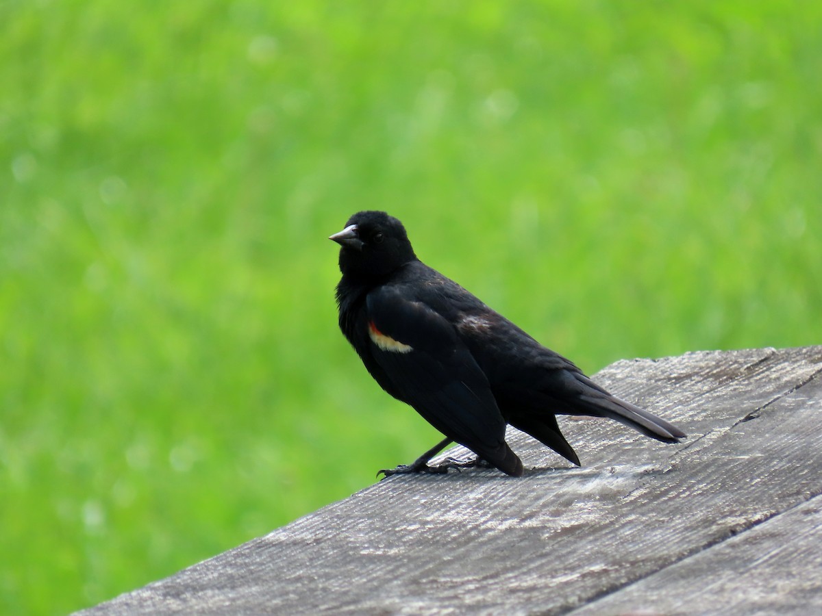 Red-winged Blackbird (Red-winged) - ML634840483