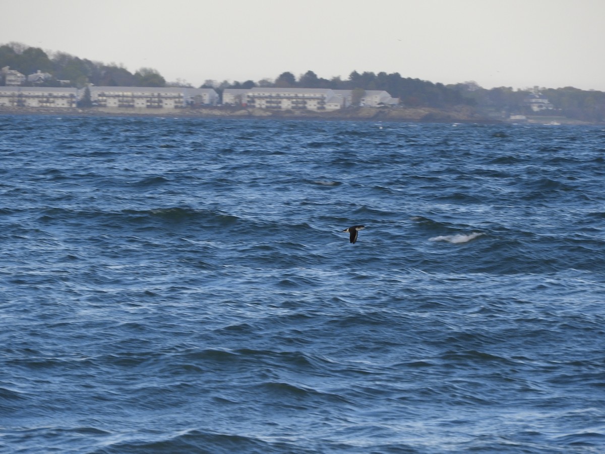 Atlantiksturmtaucher - ML634840498