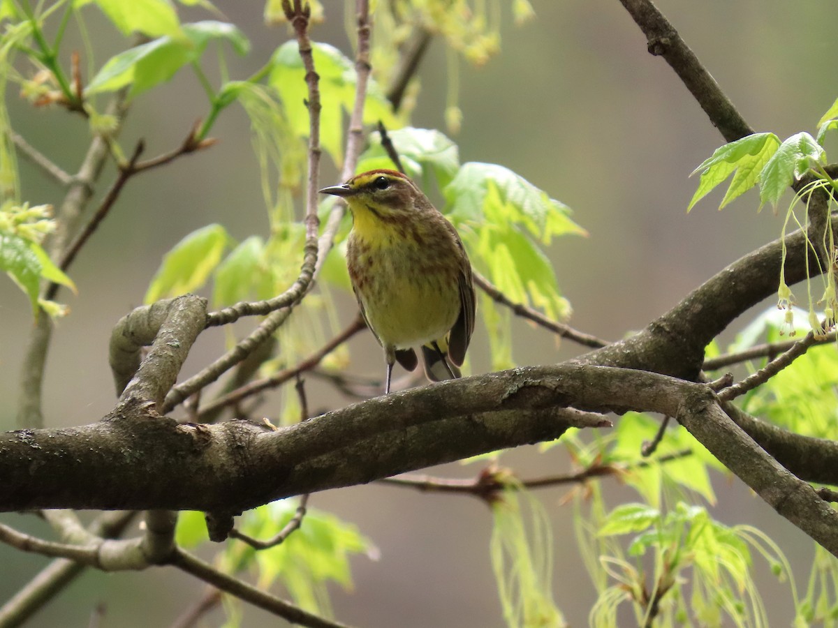 Palm Warbler - ML634840509
