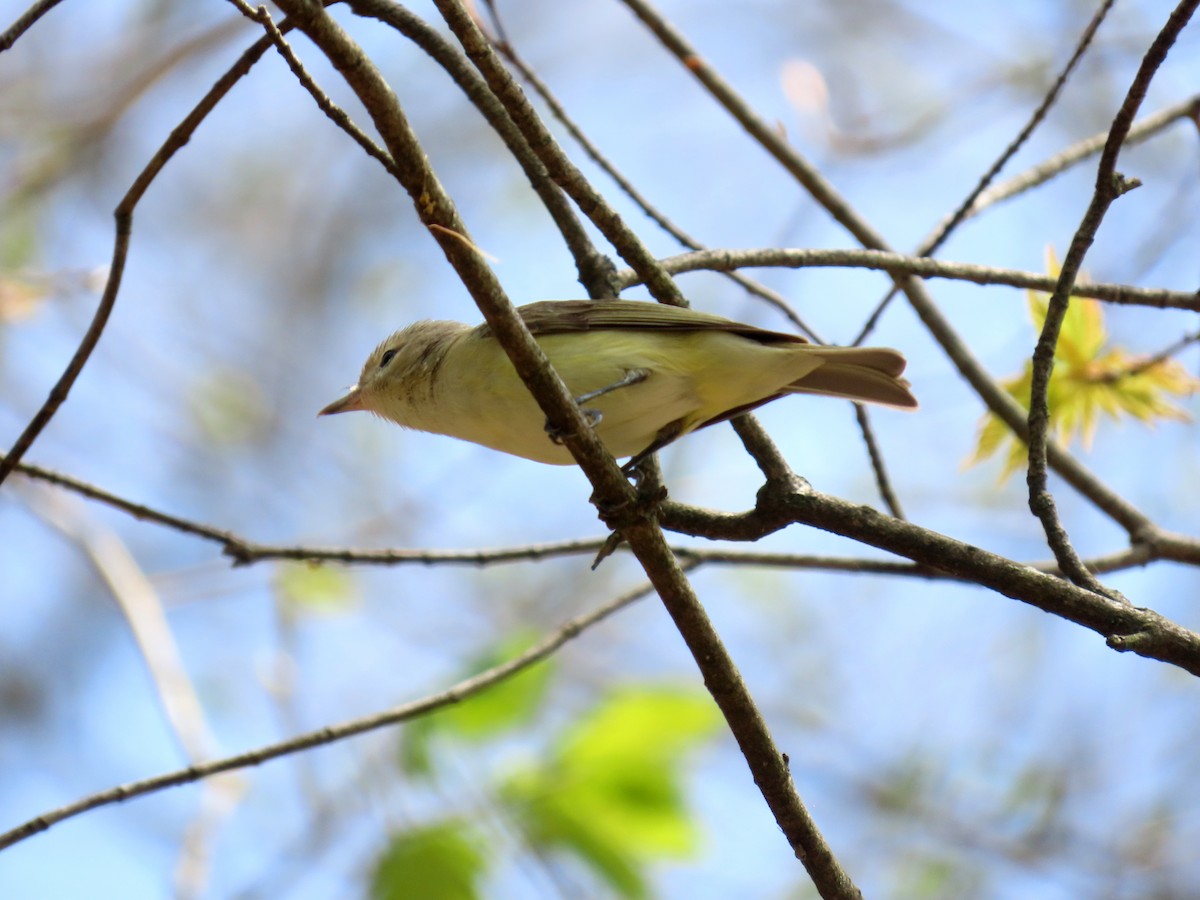 Warbling Vireo - ML634840558