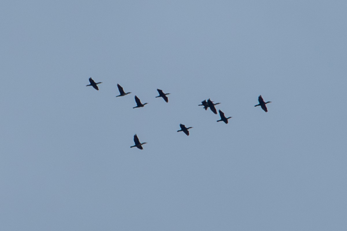 Double-crested Cormorant - ML634840632