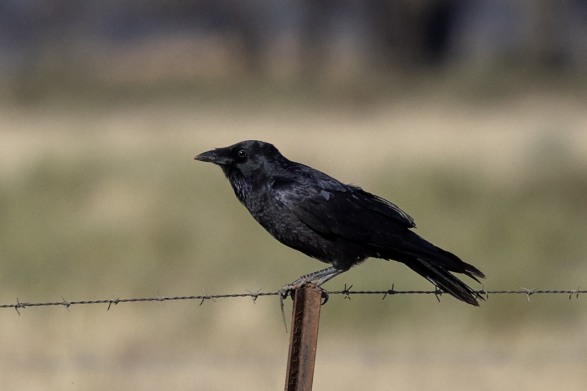 Little Raven - ML634840664
