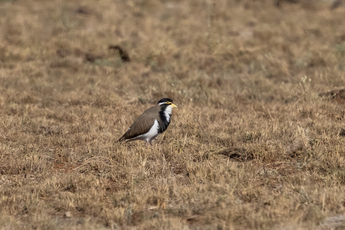 Banded Lapwing - ML634840699