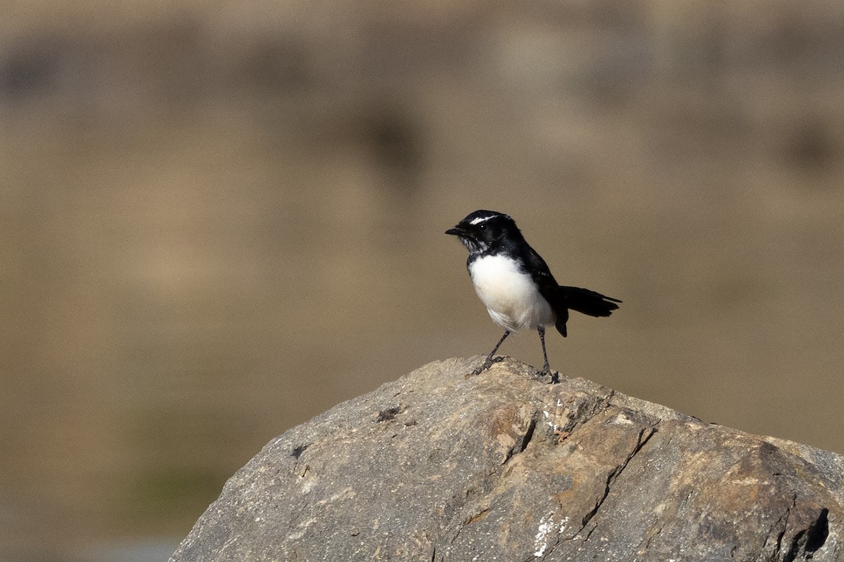 Willie-wagtail - ML634840738