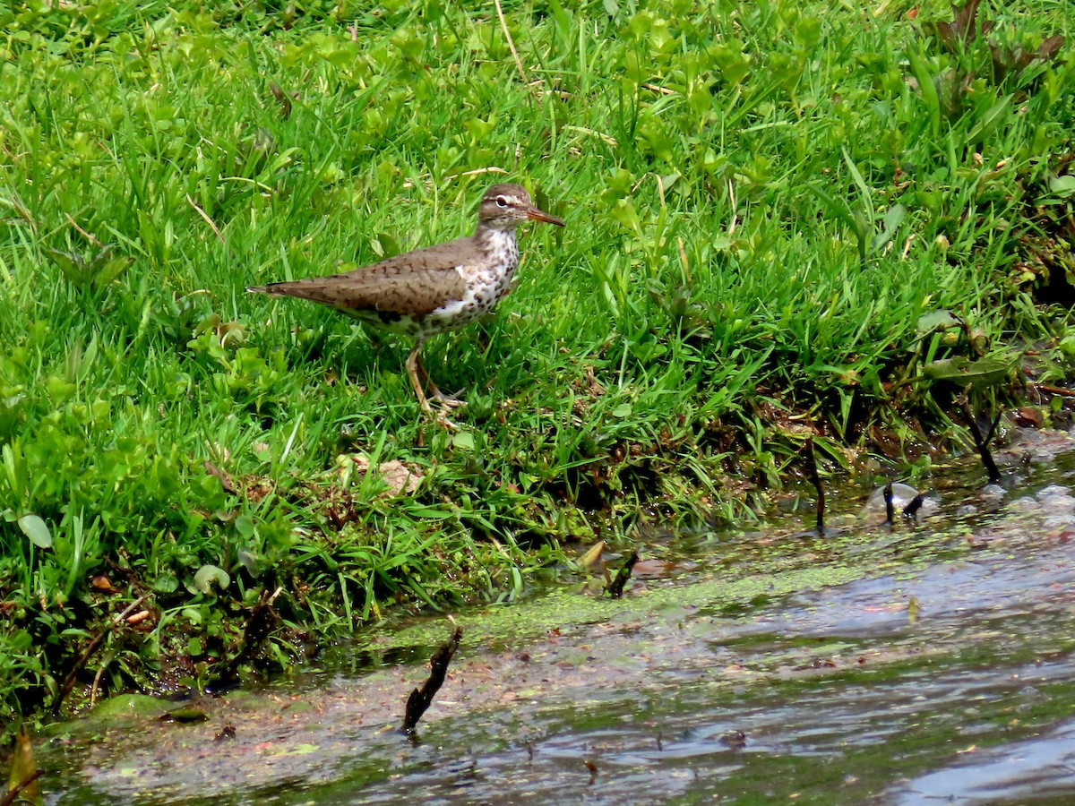 Spotted Sandpiper - ML634840739