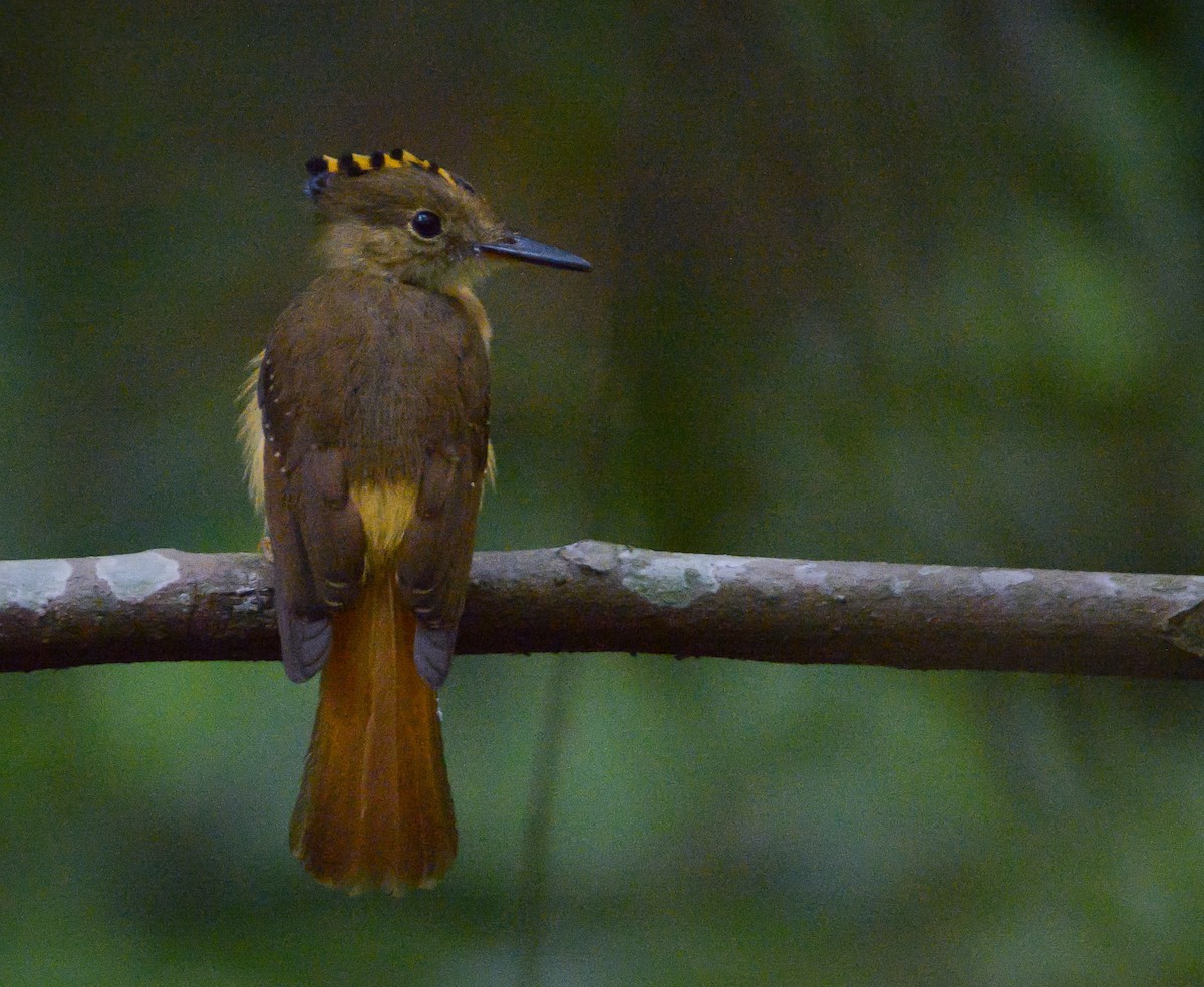 Tropical Royal Flycatcher - ML634840758