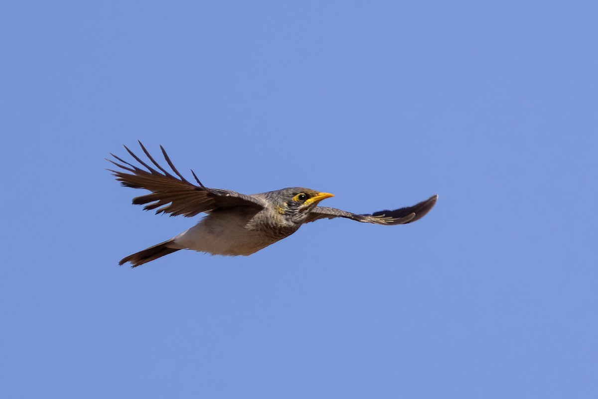 Yellow-throated Miner - ML634840764