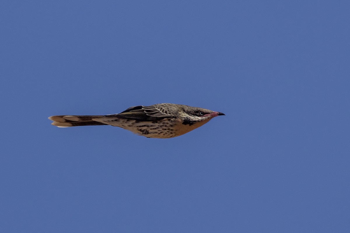 Spiny-cheeked Honeyeater - ML634840769