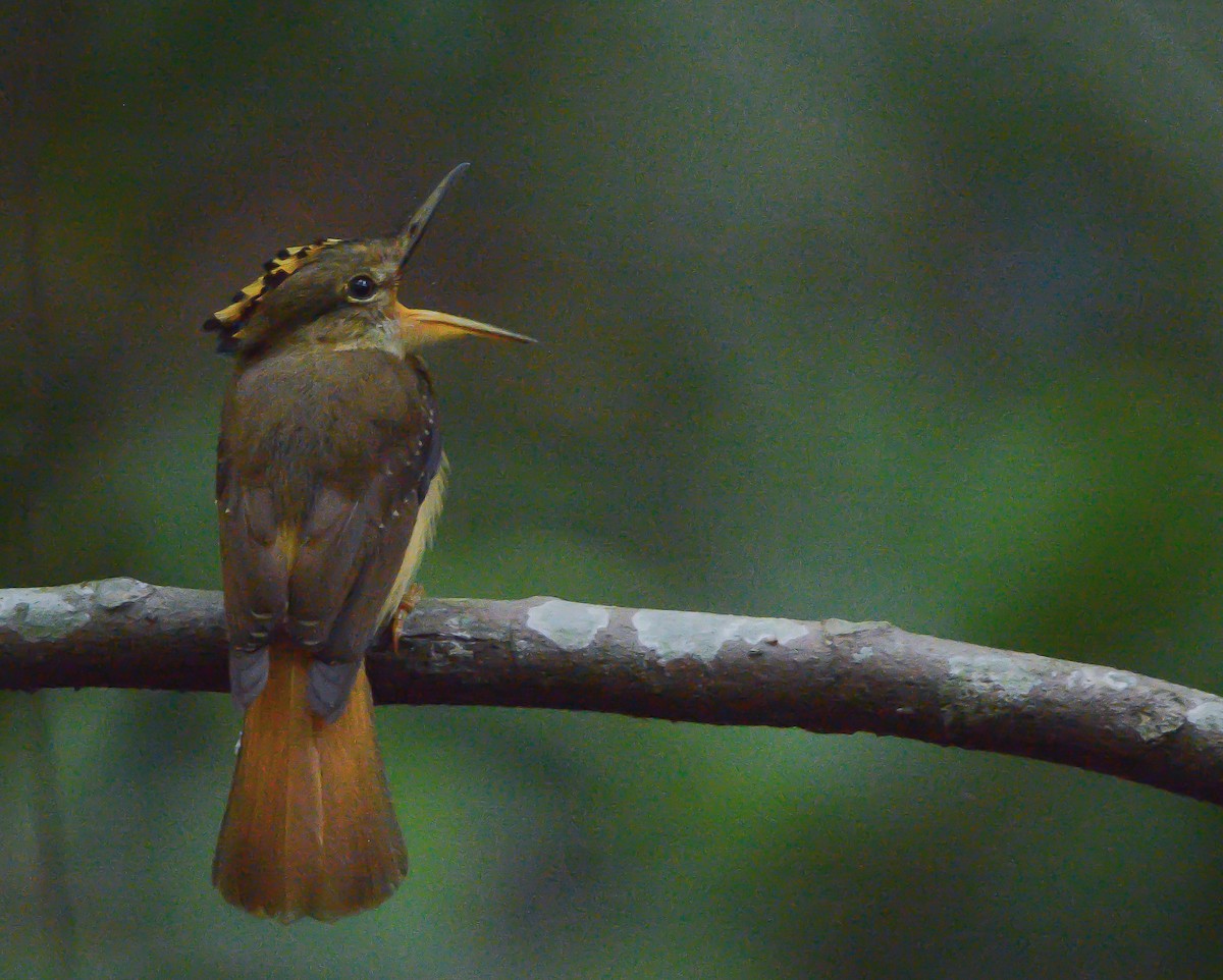 Tropical Royal Flycatcher - ML634840775