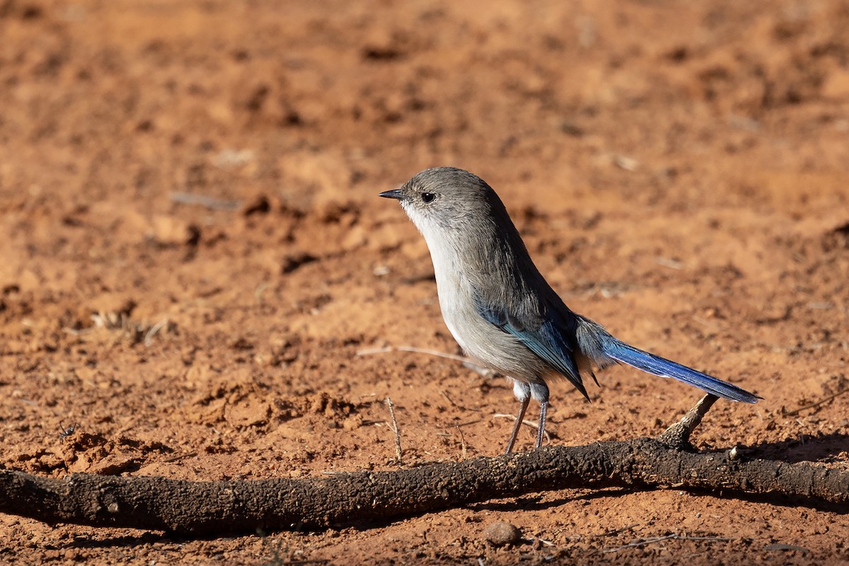 Splendid Fairywren (Eastern) - ML634840796