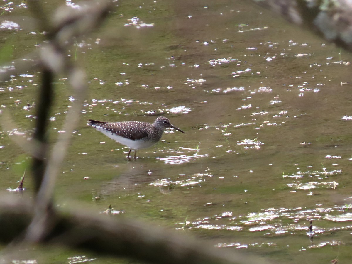 Solitary Sandpiper - ML634840815