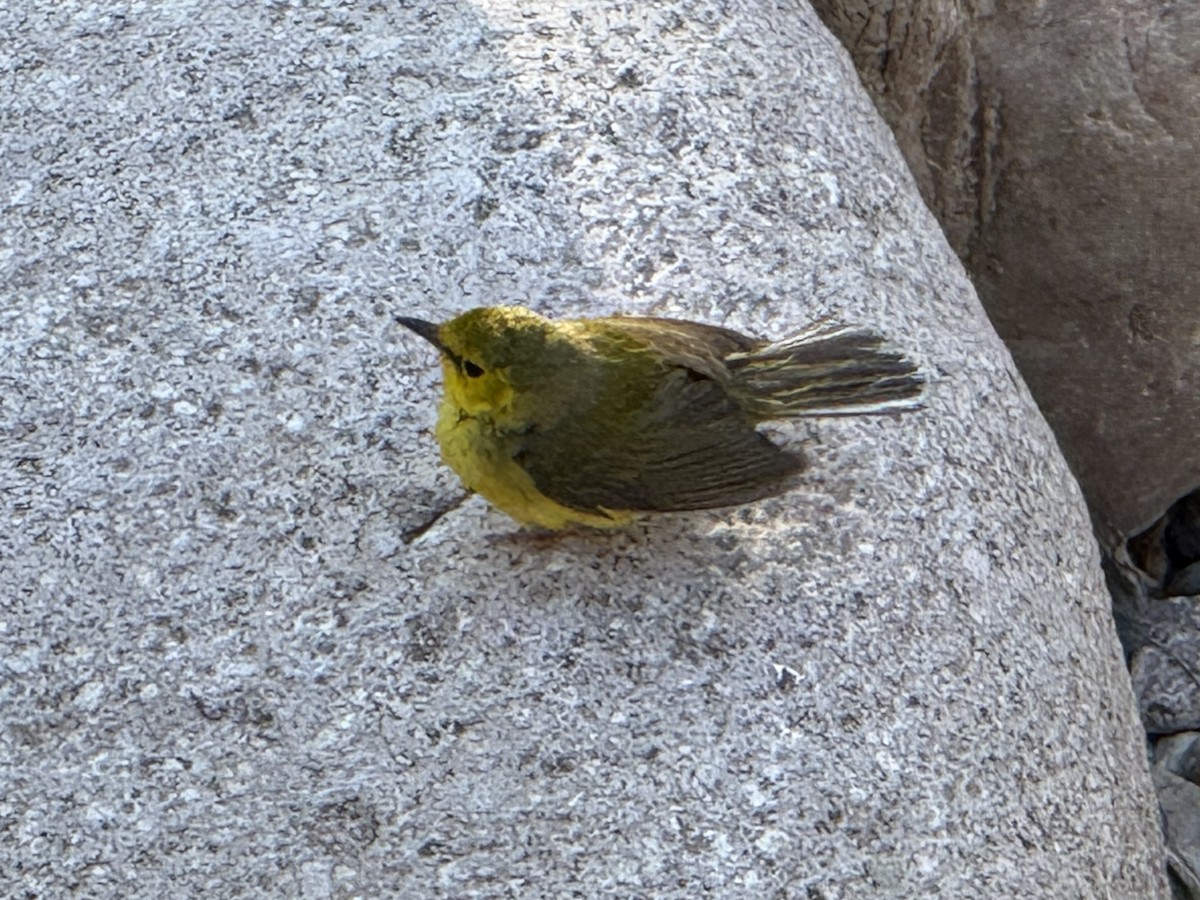Hooded Warbler - ML634840852