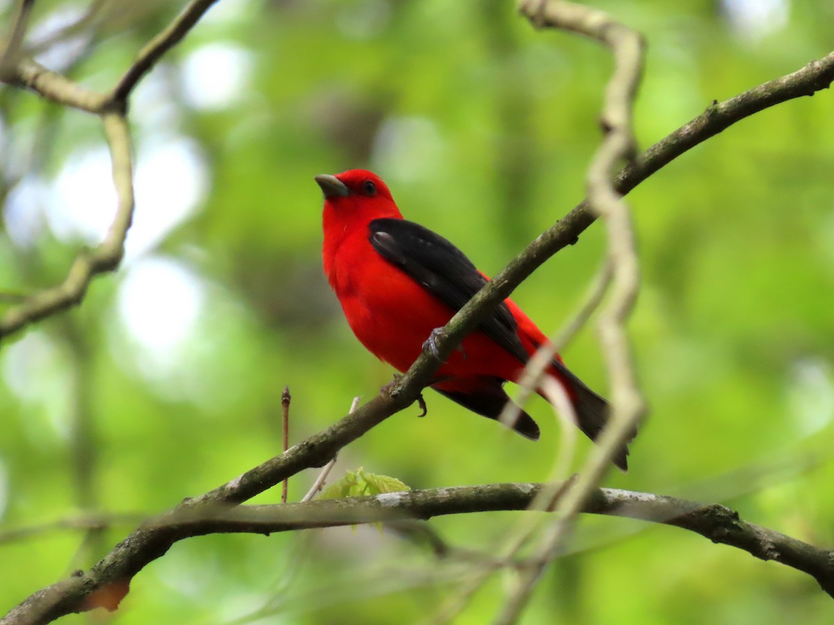 Scarlet Tanager - ML634840876