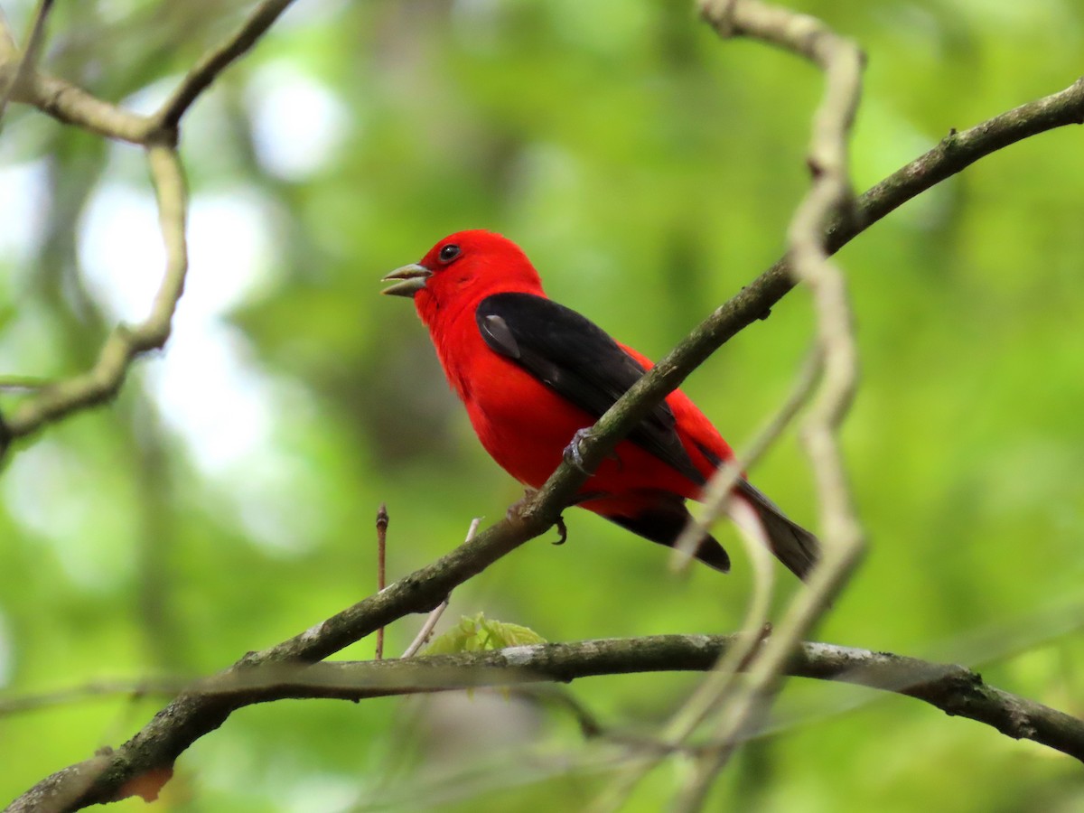 Scarlet Tanager - ML634840954