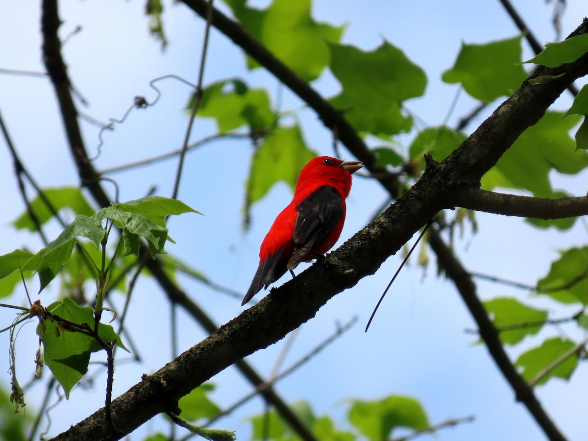 Scarlet Tanager - ML634841013