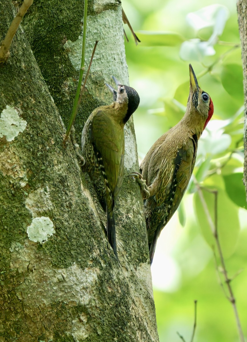 Streak-breasted Woodpecker - ML634841033