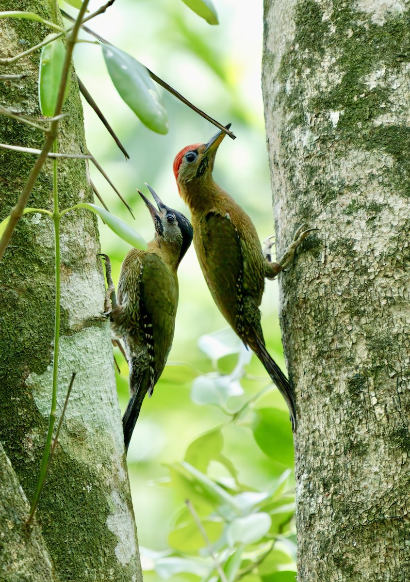 Streak-breasted Woodpecker - ML634841034