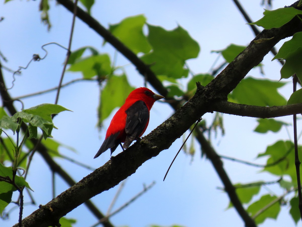 Scarlet Tanager - ML634841063