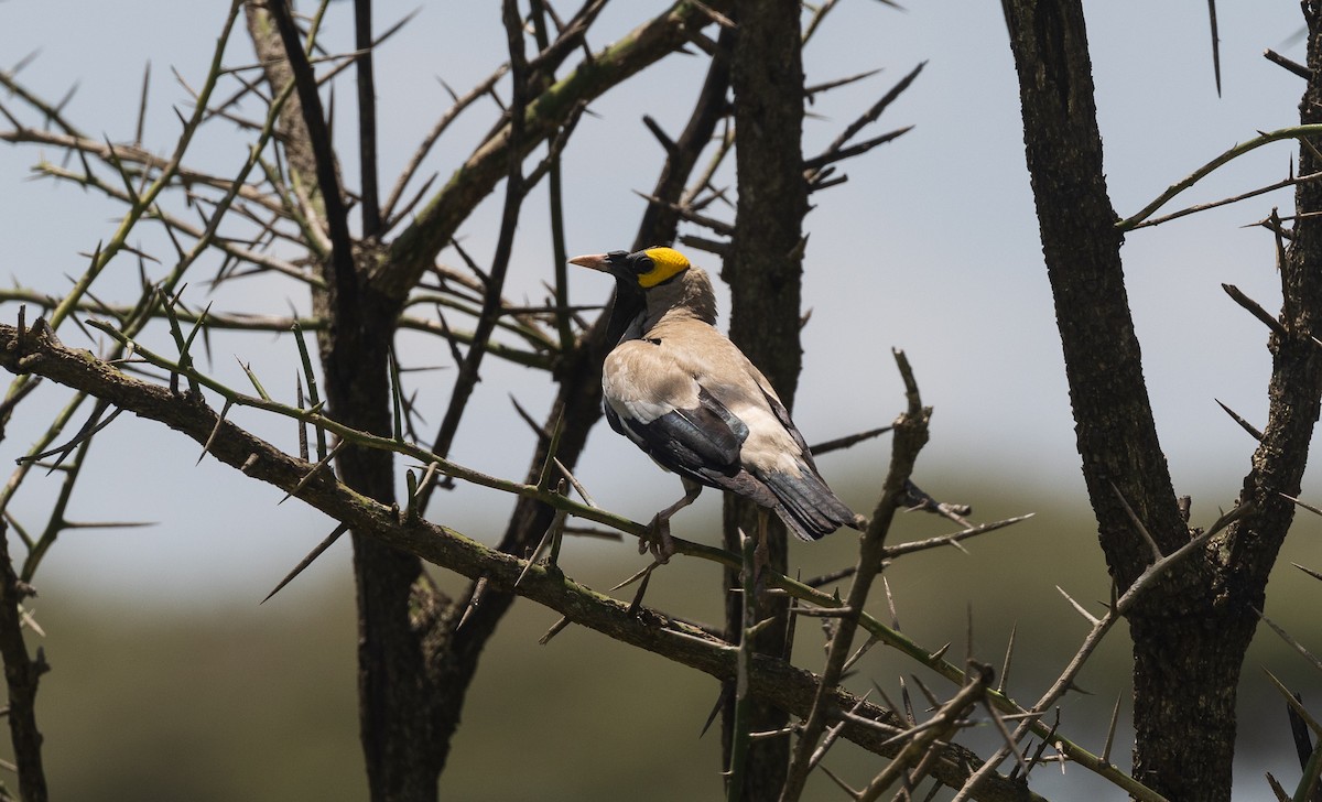 Wattled Starling - ML634841153