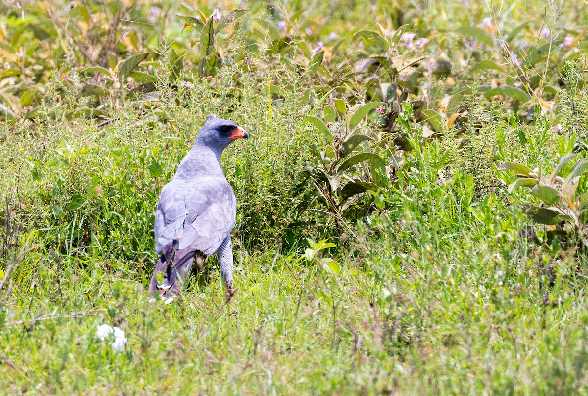 Dark Chanting-Goshawk - ML634841208