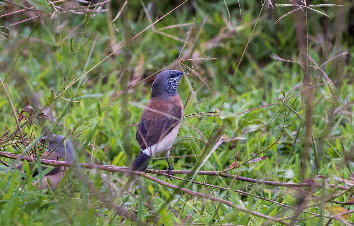 Gray-headed Silverbill - ML634841319