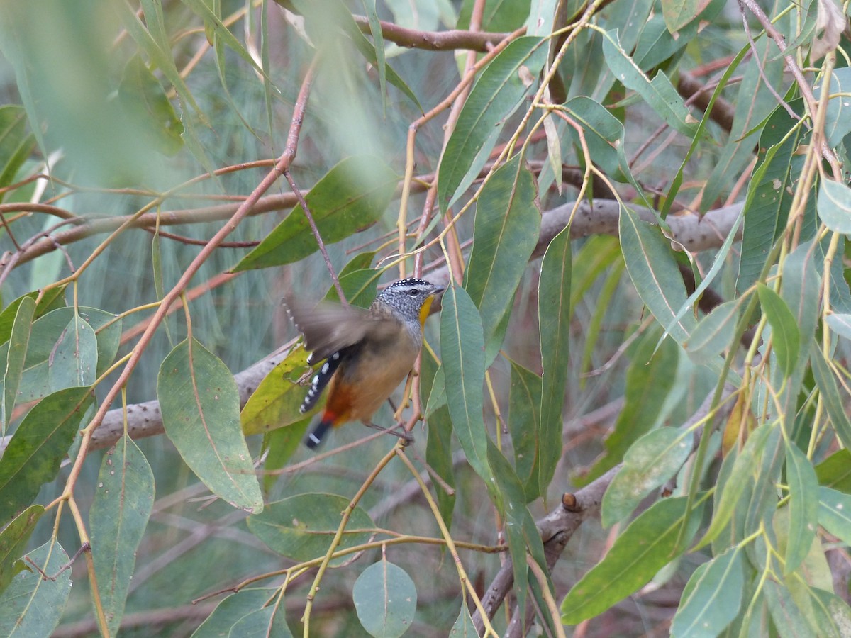 Spotted Pardalote - ML634841362