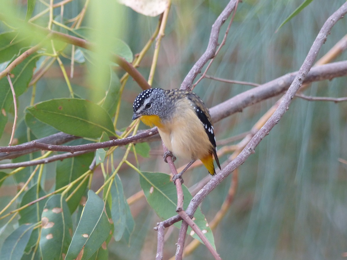 Spotted Pardalote - ML634841363
