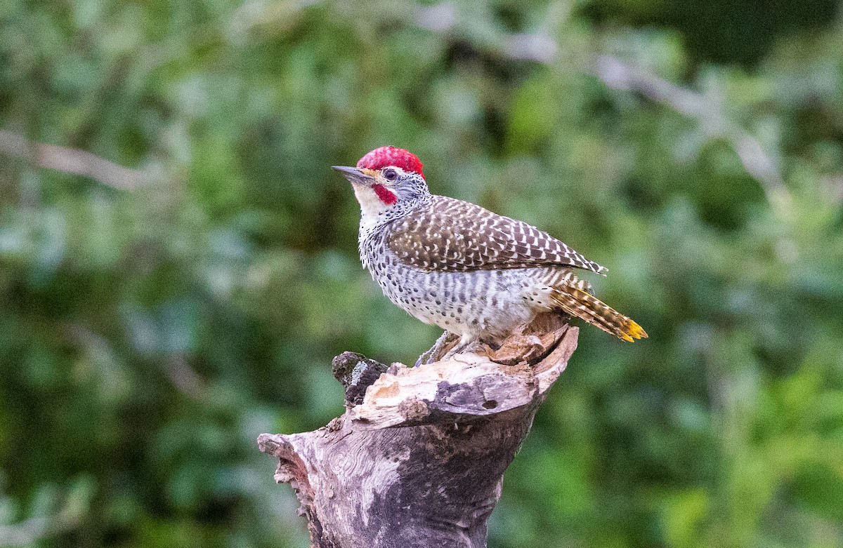 Nubian Woodpecker - ML634841418
