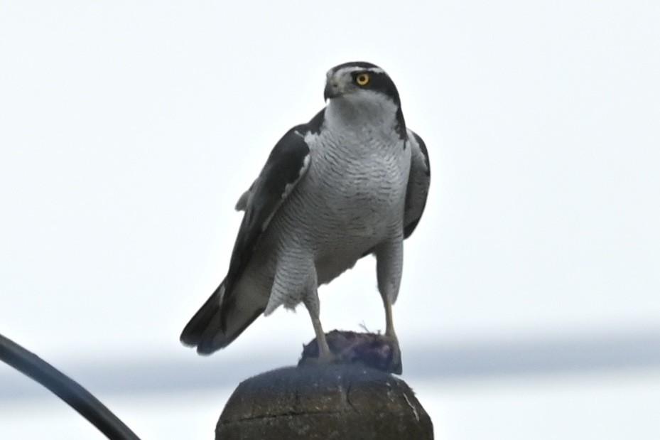 Eurasian Goshawk - ML634841532
