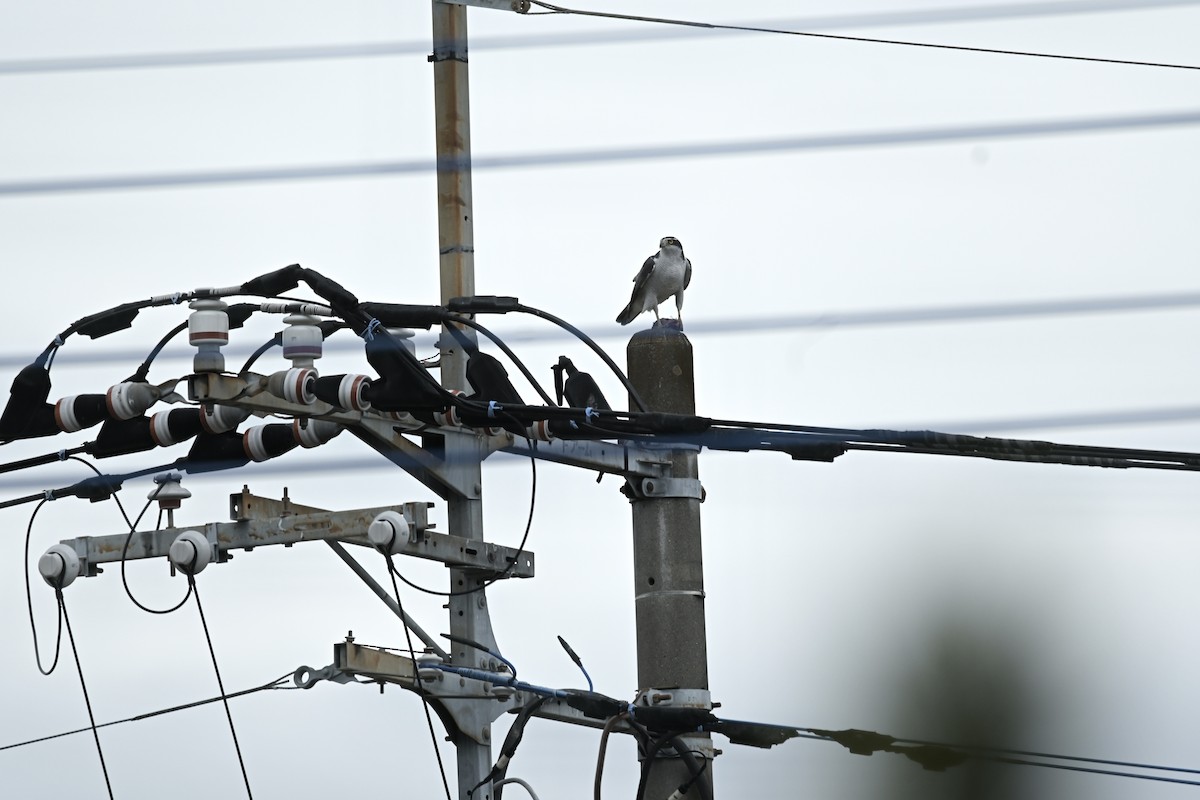 Eurasian Goshawk - ML634841533