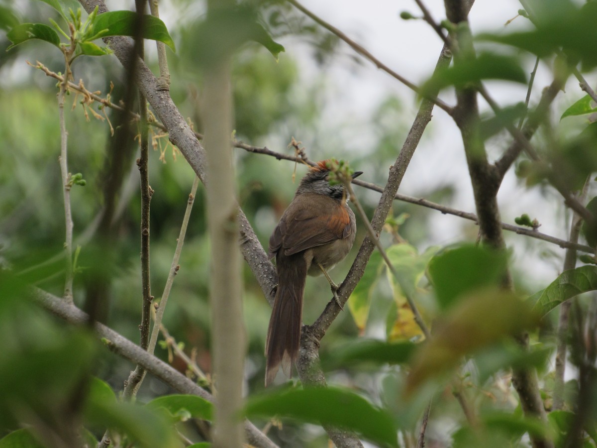 Pale-breasted Spinetail - ML634841549