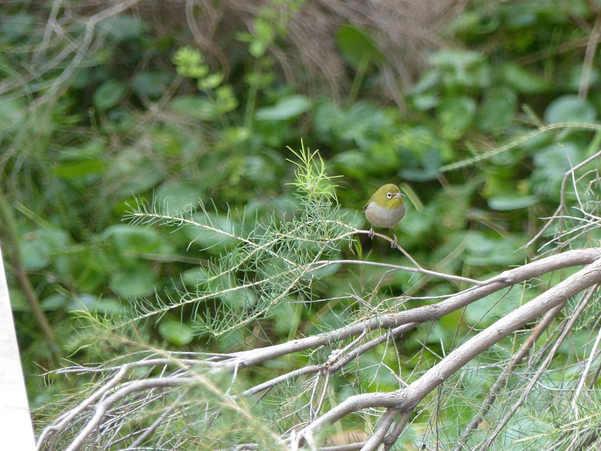 Silvereye - ML634841883