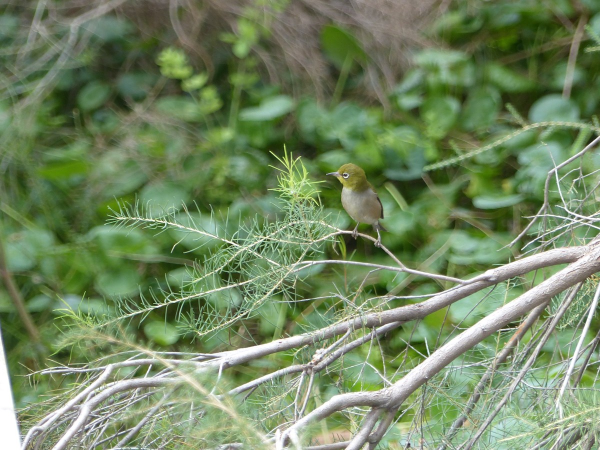 Silvereye - ML634841884