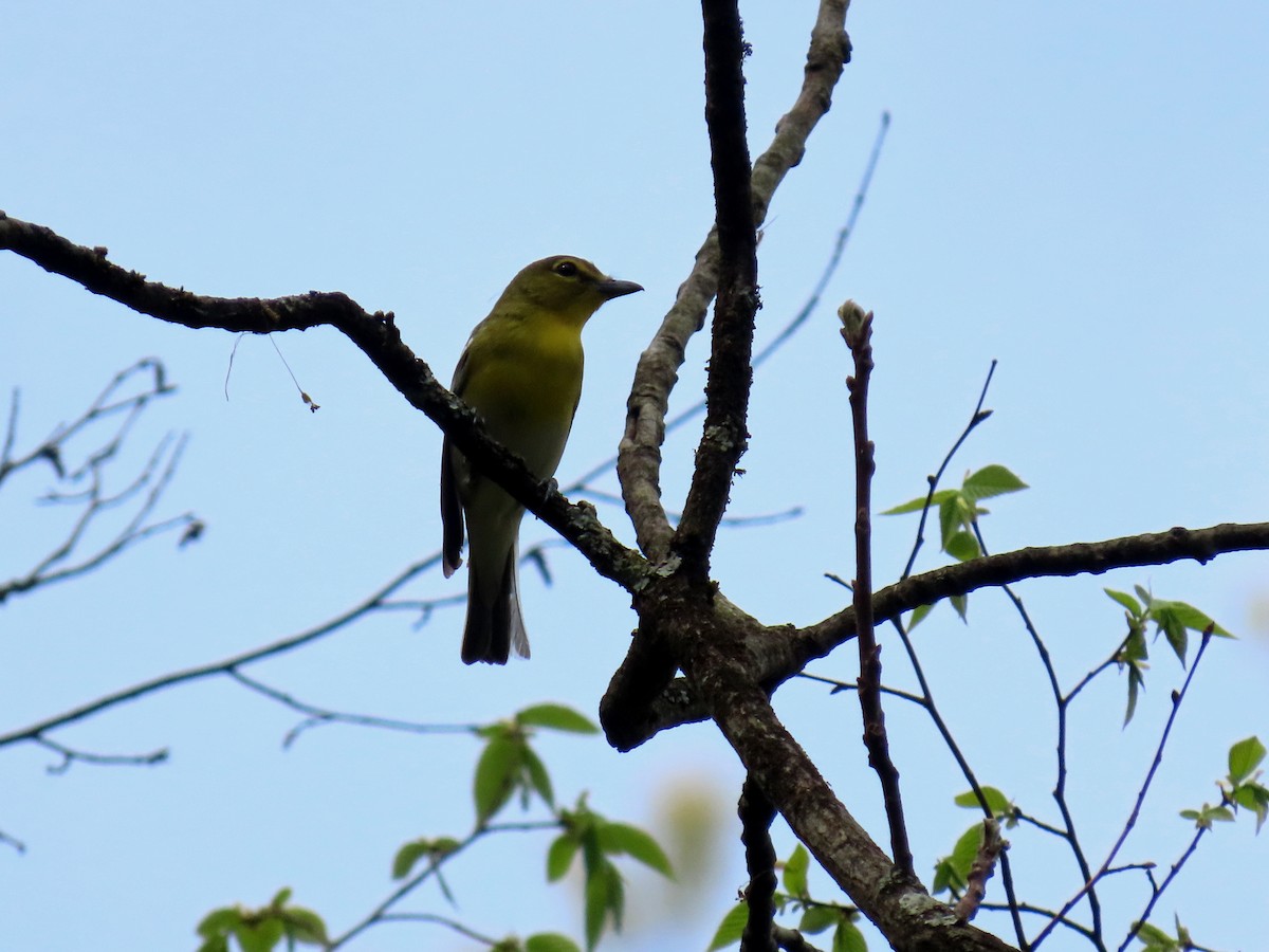 Yellow-throated Vireo - ML634841944