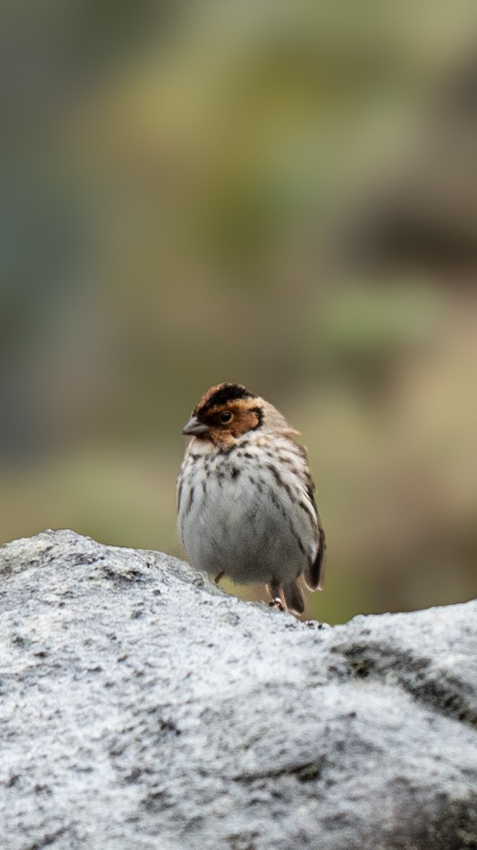 Little Bunting - ML634842141